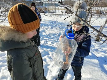 Акция Покормите птиц зимой